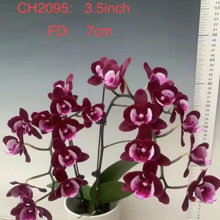 蝴蝶兰妖精室内阳台客厅摆件装饰鲜花绿植盆栽高档送礼稀缺正宗兰