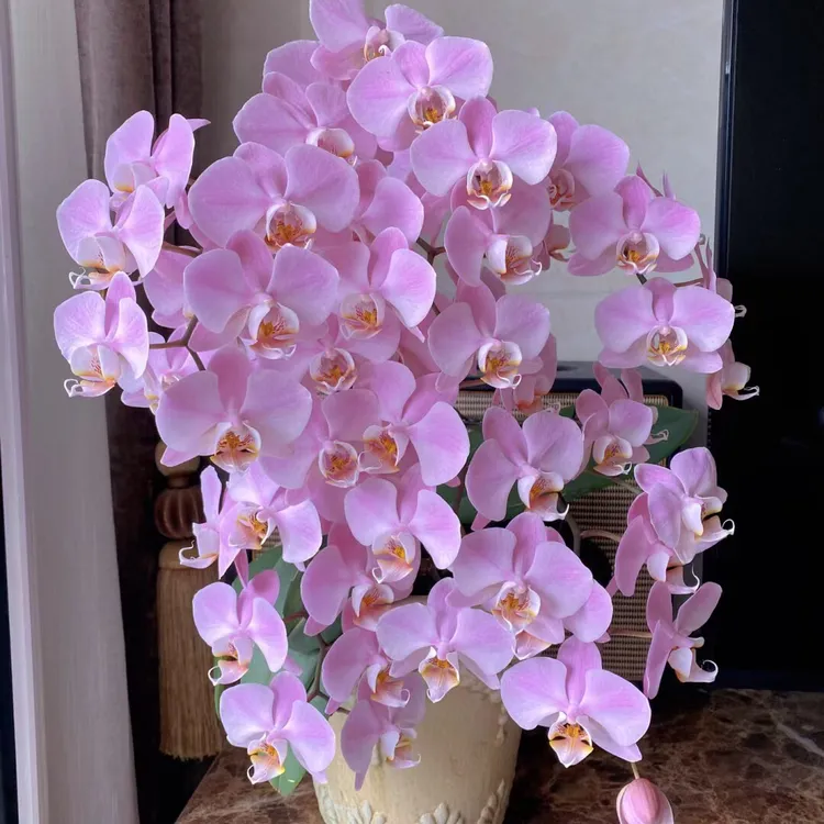 蝴蝶兰密尔沃基1.7杯面