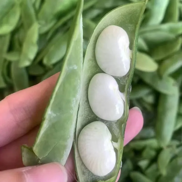 上海崇明岛本地　特产新鲜洋扁豆（现摘现发）籽有大有小介意勿拍