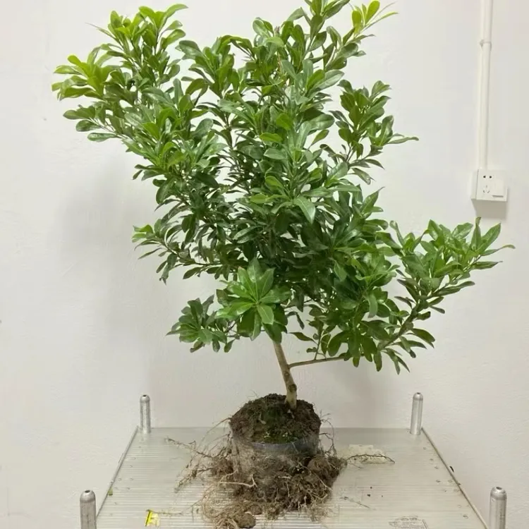ZHONGSHANWENG/种山翁三年带土带杯东 愧绿植