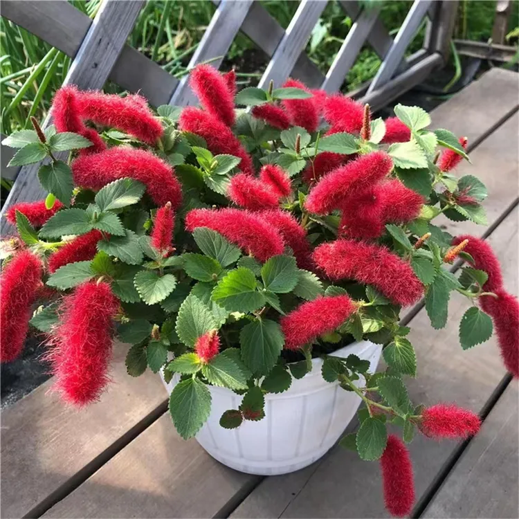 俏妈专属【红缨吊兰】岁岁红猫尾红花量大花期长可垂吊阳台四季花卉