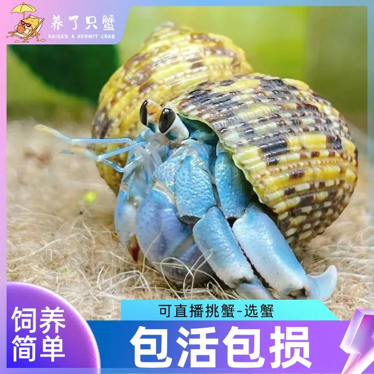 寄居蟹宠物小豆丁寄居蟹宠物观赏蟹送礼蟹儿童节礼物桌面萌宠