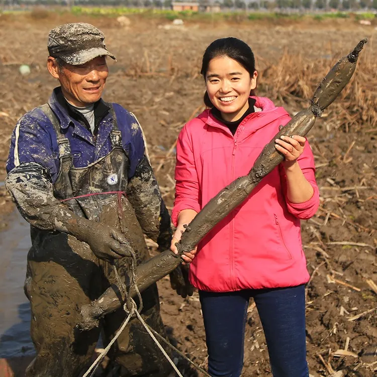 洪湖王文娟煲汤莲藕4斤湖北粉藕消费主张报道青泥巴湖藕带泥发货