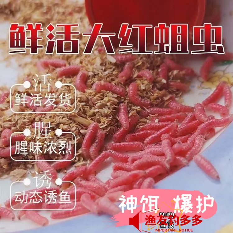 鲜活大蛆虫包邮钓饵野钓鱼饵综合钓饵红蛆钓鱼饵白虫活蛆鲤鱼活饵