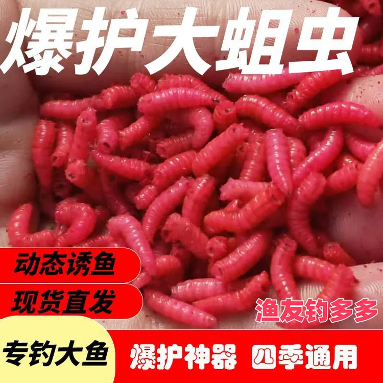 溪流综合钓饵鲜活红大蛆虫活饵肉蛆虫鲫鱼野钓红蛆虫包邮红虫活饵