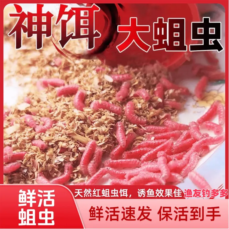 冬季野钓神器工厂直发鲜活红蛆红色大蛆虫鱼饵香腥诱鱼活饵便携装