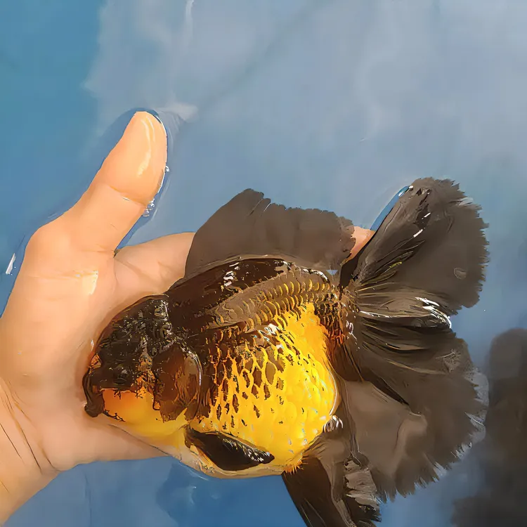 高背大尾泰狮淡水鱼发货宠物