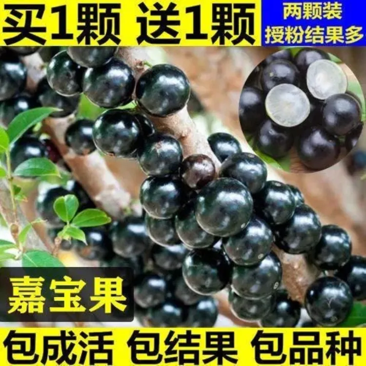 嘉宝果树苗四季早生沙巴果树苗正宗台湾树葡萄苗南方北方当年结果