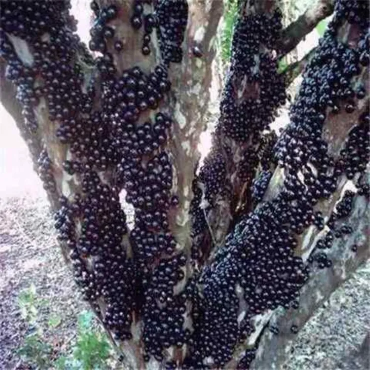 嫁接嘉宝果树苗树葡萄苗台湾树葡萄四季南北方种植当年结果树苗子