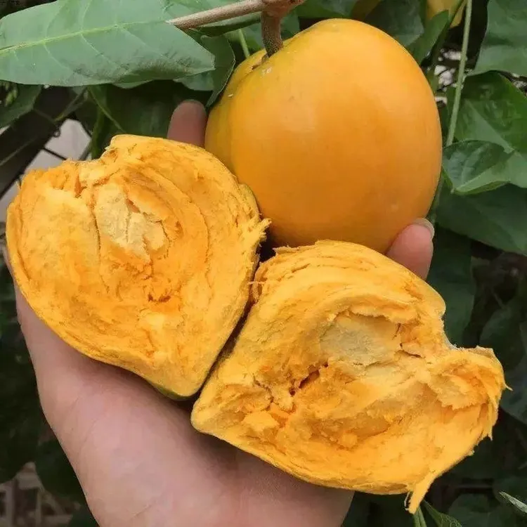 蛋黄果苗 树嫁接 蛋黄果树苗庭院盆栽鸡蛋果树苗直销南北当年结果