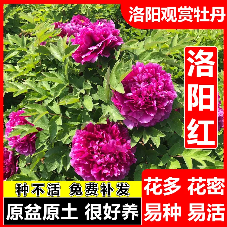 洛阳红 观赏牡丹花多层重瓣大花多样花色耐寒室内外开花浓香种植