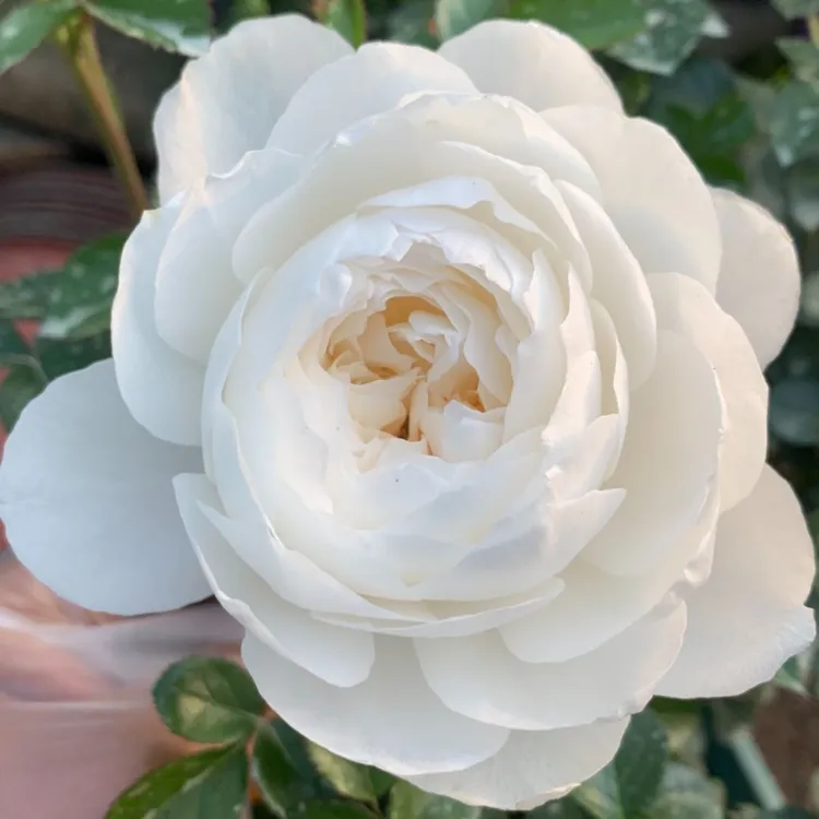 白色云端纯洁白色大切花玫瑰浓香庭院阳台美观趣味春季夏季净化