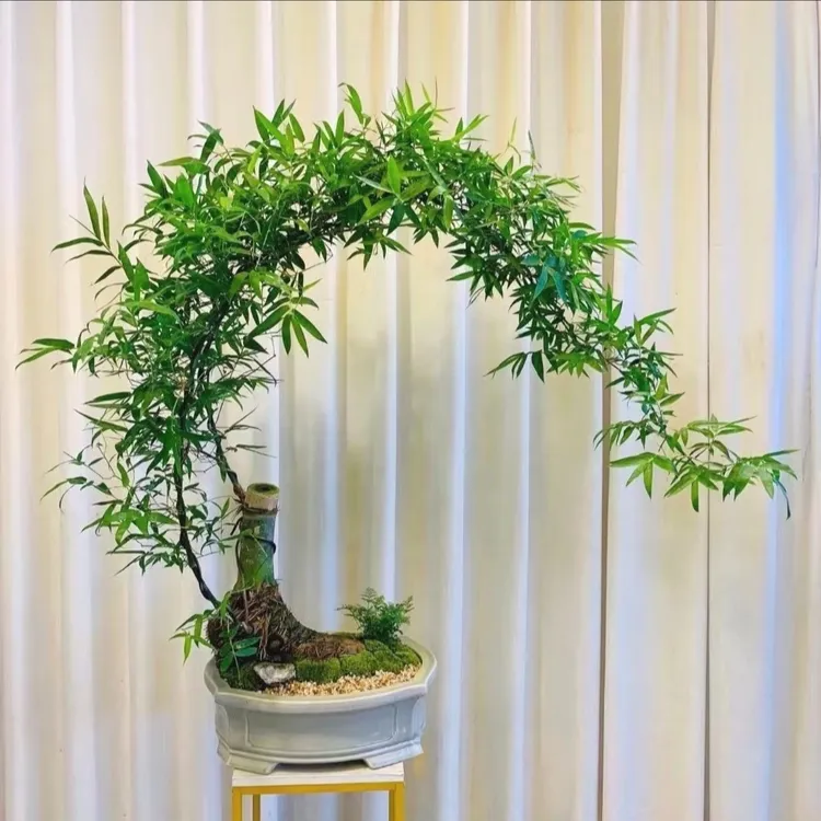 小叶簕竹生桩不带盆不带土竹苗室内竹子盆景小叶簕竹
