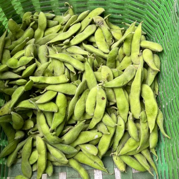 农家山货 新鲜毛豆