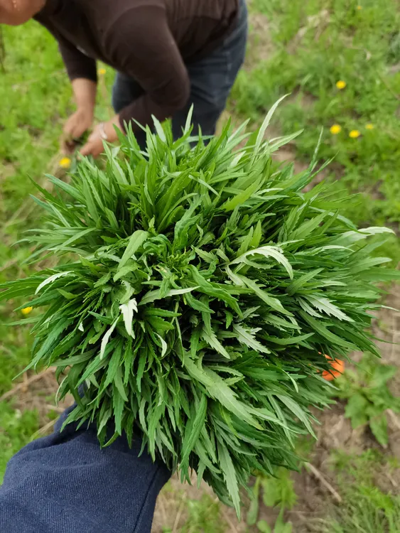 黑龙江山野菜柳蒿芽2斤包邮新鲜发货【市场时价】