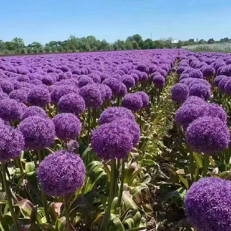 大花葱大使（18+）荷兰进口种球多年生易繁殖