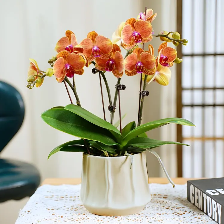 橙红色蝴蝶兰盆栽带花苞四季好养婚礼伴手礼室内客厅桌面年宵花卉