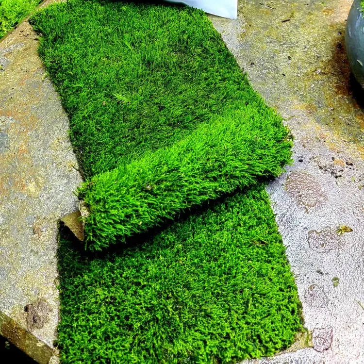 【小灰藓】微景观铺面酒柜苔藓盆景铺面苔藓视频造景