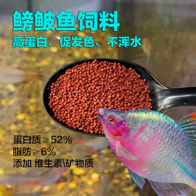 高蛋白鳑鲏鱼增色饲料小型原生鱼热带鱼高档颗粒饲料促发色下沉