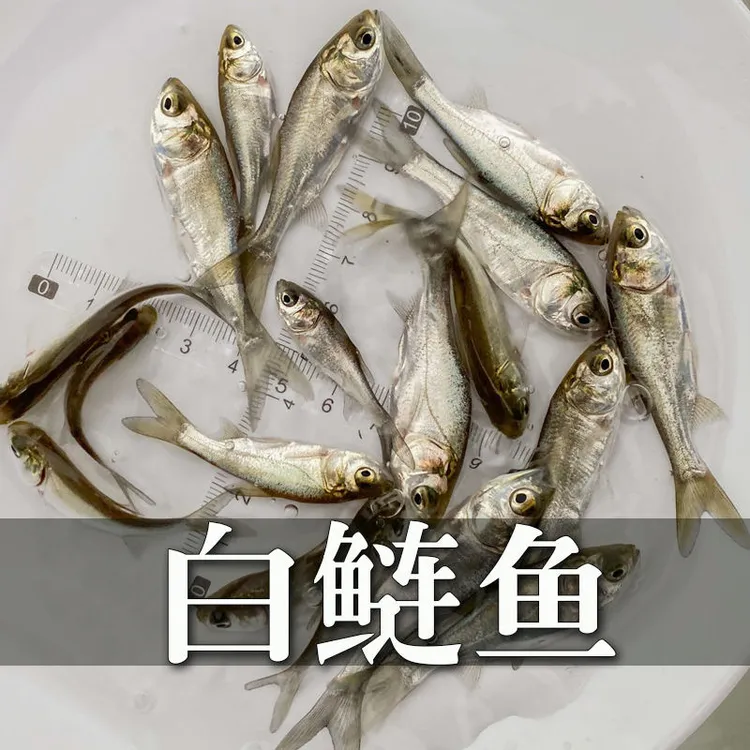 鲢鱼白鲢鱼3～11公分养殖广东汕头直发包邮  可混养食用