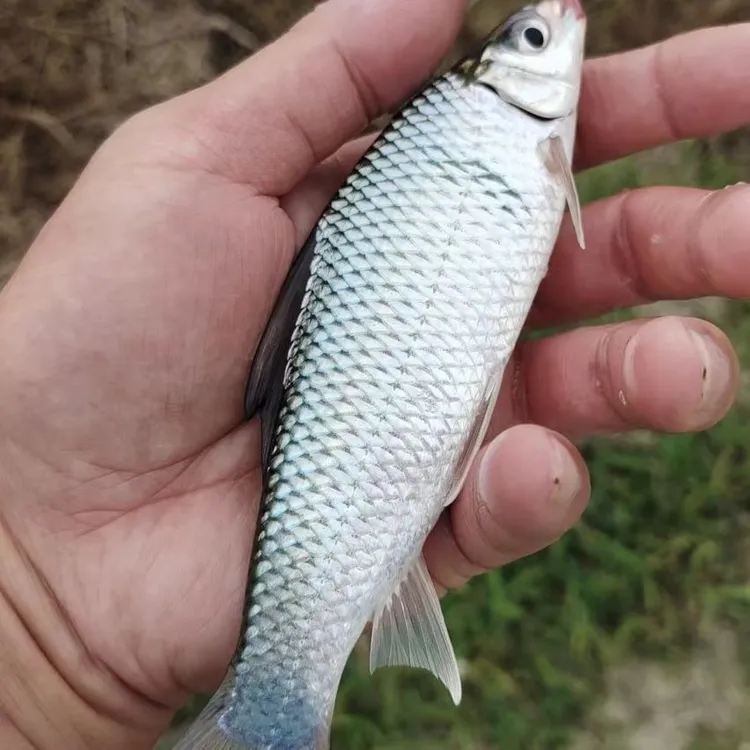 土鲮  麦穗鱼  鲫鱼 鲤鱼 活体小鱼