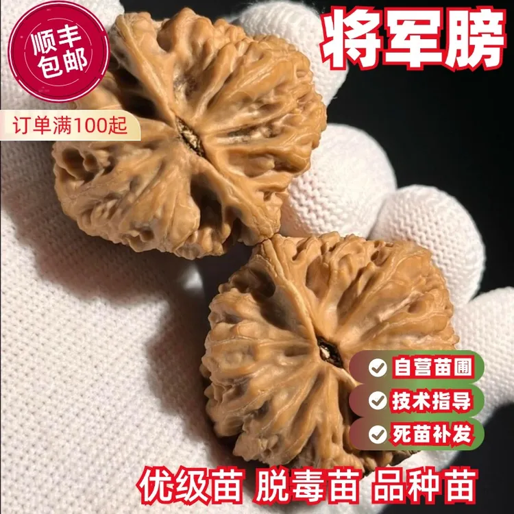 将军膀文玩核桃树苗高炮南疆石宫灯水龙纹蛤蟆头核桃苗南北方种植