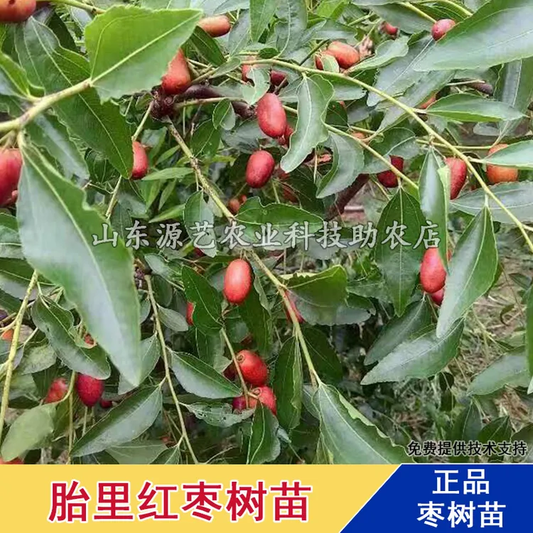 胎里红枣树活苗嫁接冬枣树苗特大盆栽果树苗南方北方种植当年结果