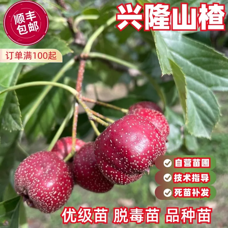山楂树活苗大金星大五棱甜红子山楂树苗嫁接歪把红果苗山里红树苗