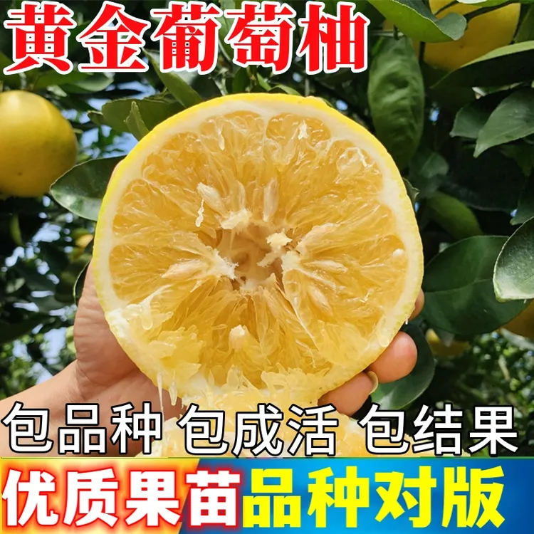 黄金葡萄柚树苗南方庭院耐寒观赏特大号柚子果苗盆栽嫁接当年结果