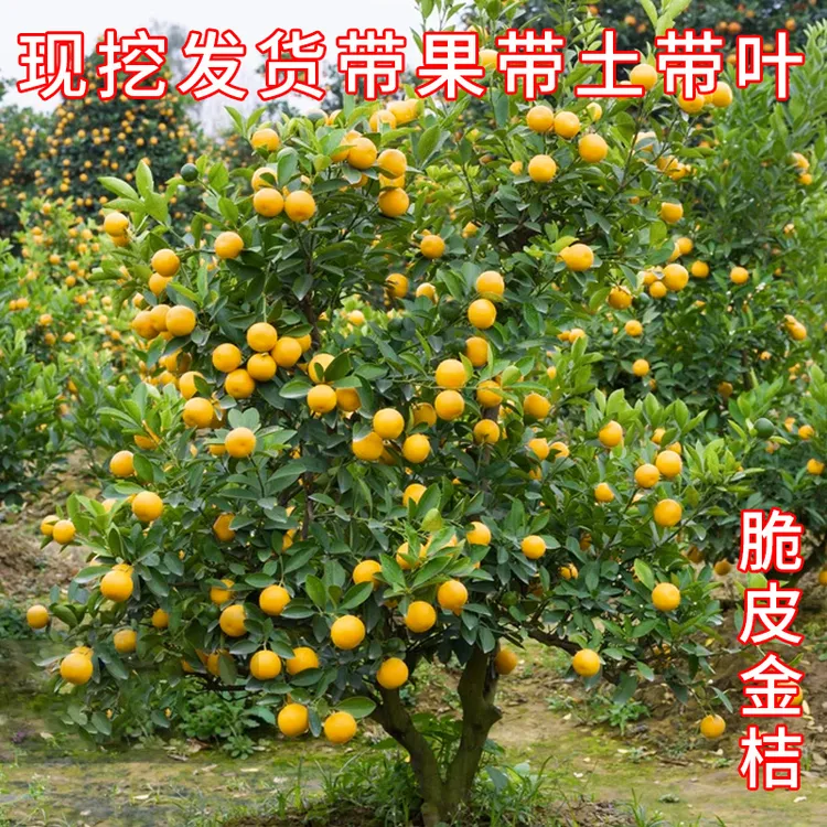 脆皮金桔带果发货盆栽树苗四季果树可食用橘子苗脆皮金橘室内常绿