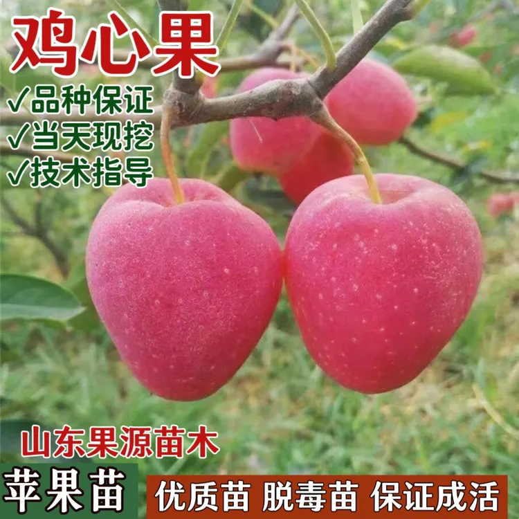 鸡心果树苗南方北方四季种植盆栽地载矮化耐寒苹果树果苗好养好吃