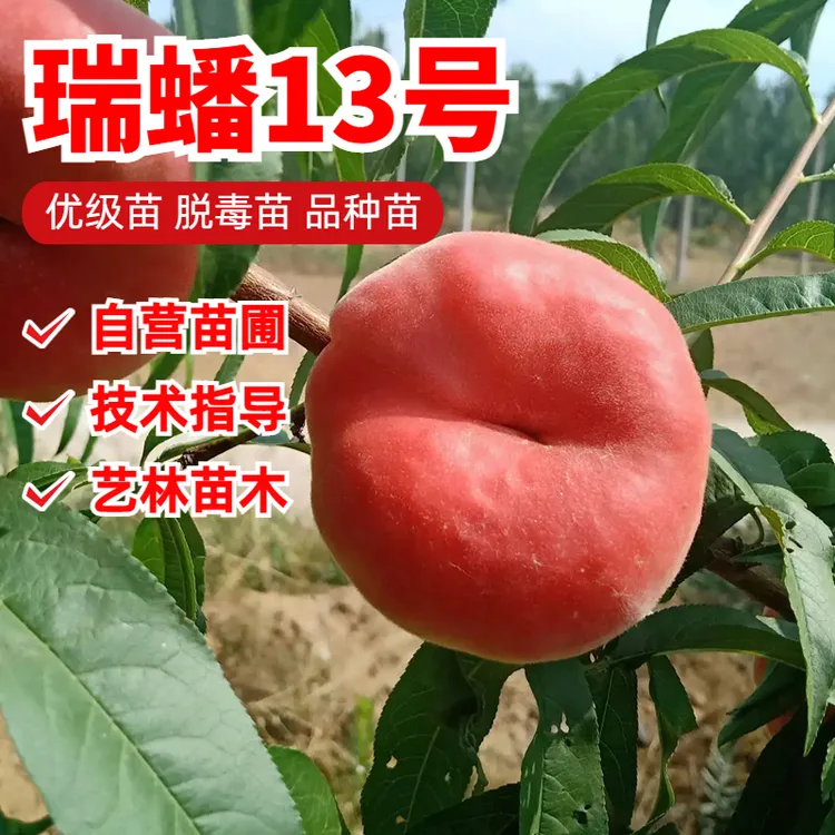 嫁接蟠桃树果苗瑞蟠13号红蟠桃毛蟠桃树苗早熟脆甜北南方庭院种植