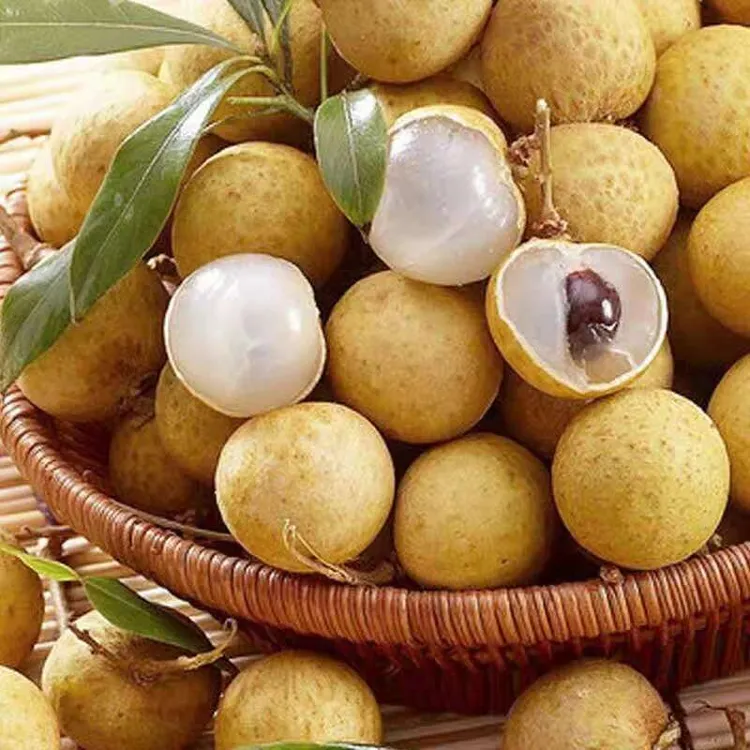 水果苗石硖龙眼苗四季阳台盆栽地栽嫁接果树苗南北方种植当年结果