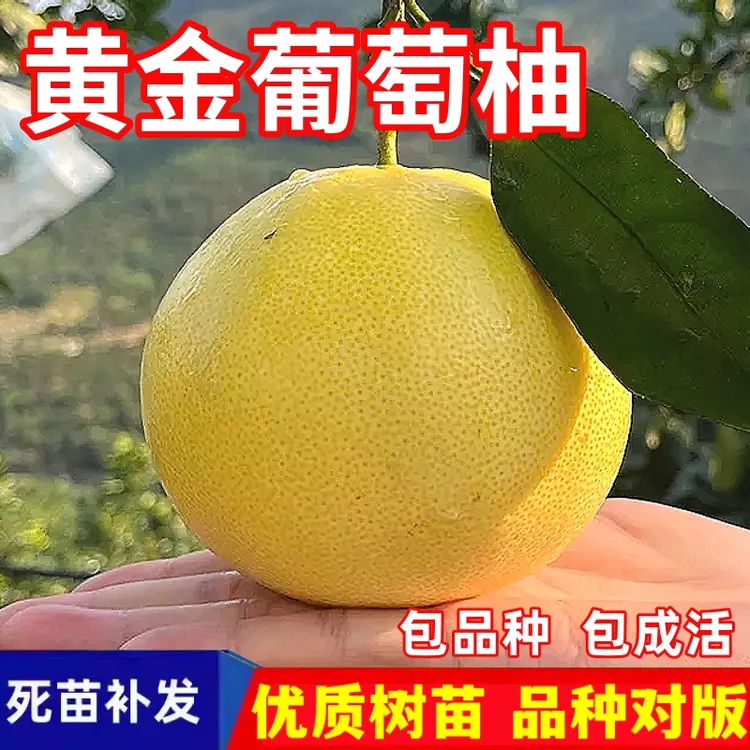 黄金葡萄柚树苗南北方庭院盆栽嫁接柚子苗带土特大果树苗当年结果