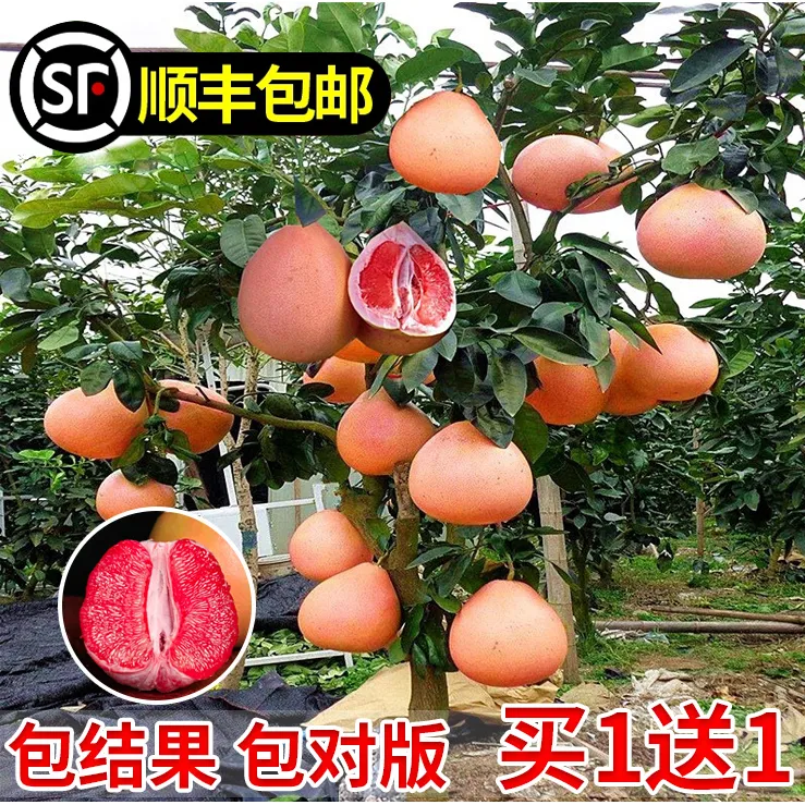 正宗嫁接柚子树苗红心蜜柚盆栽地栽南北方种植三红蜜柚苗当年结果