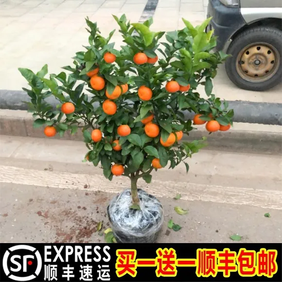 沙糖桔树苗地栽盆栽南方北方种植橘子树苗柑桔果树果苗嫁接砂糖橘