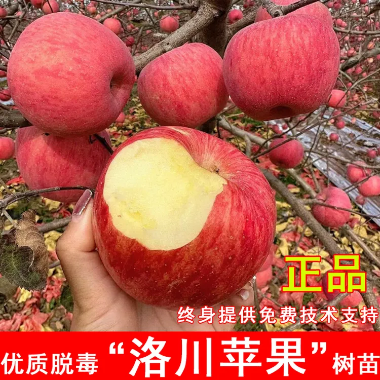 陕西洛川苹果树苗嫁接条纹红富士冰糖心苹果苗南北方庭院当年结果