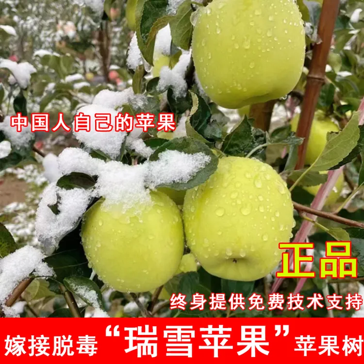 嫁接瑞雪苹果树苗晚熟青苹果树苗南方北方庭院种植当年结果果树苗