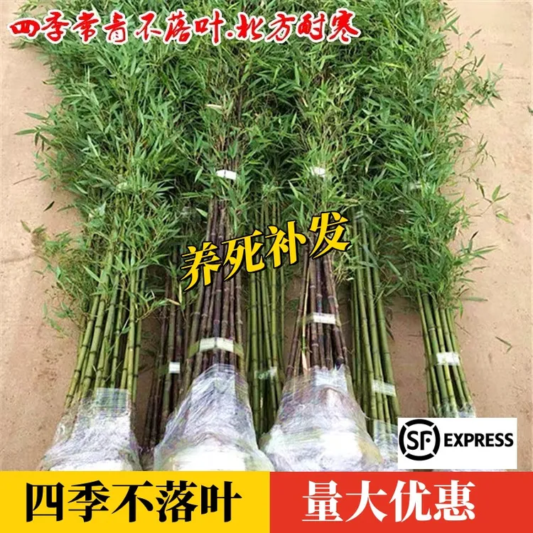 四季青竹子苗大型庭院绿化植物北方耐寒观赏早园竹紫竹苗金镶玉竹