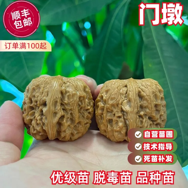 文玩核桃树苗矮桩门墩大元宝蛤蟆头核桃苗南北方种植庭院地栽盆栽