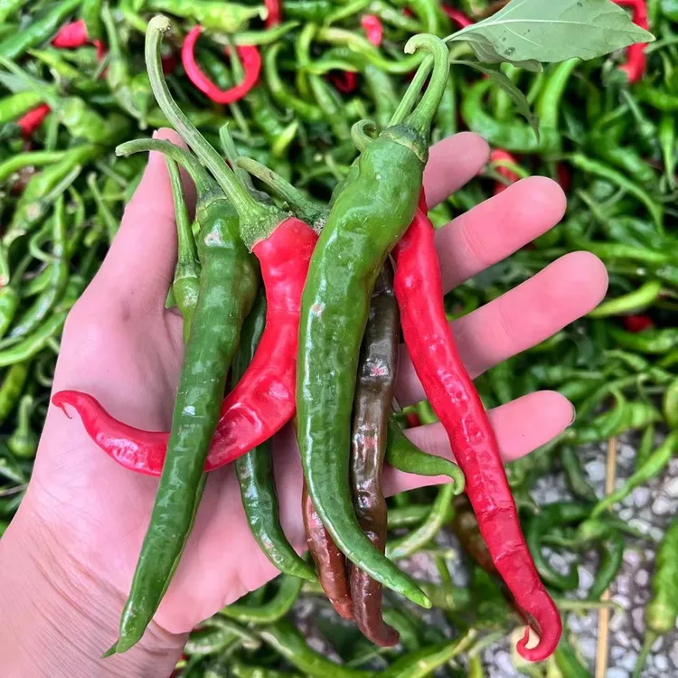 邳州本地勾椒薄皮辣椒螺丝椒3斤装