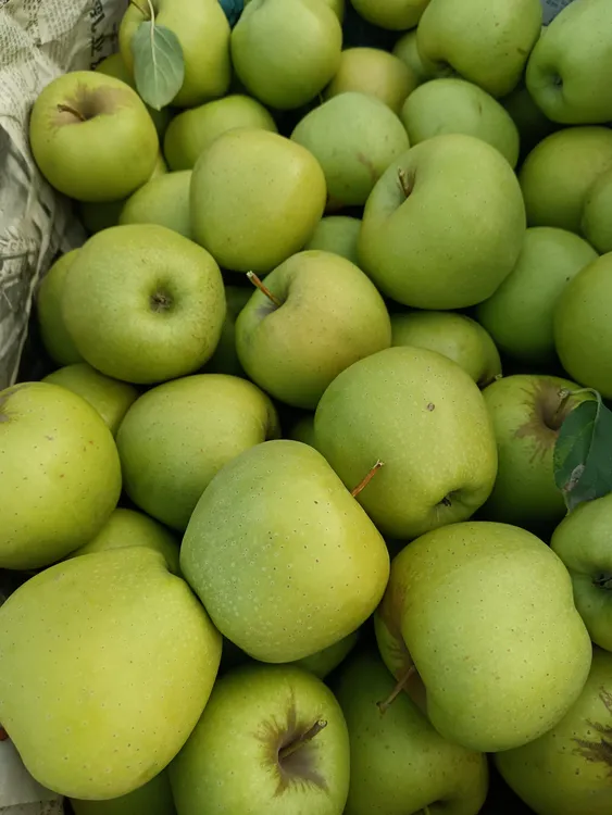 山西晋中榆次老树黄元帅苹果净重8斤高山品质现摘现发