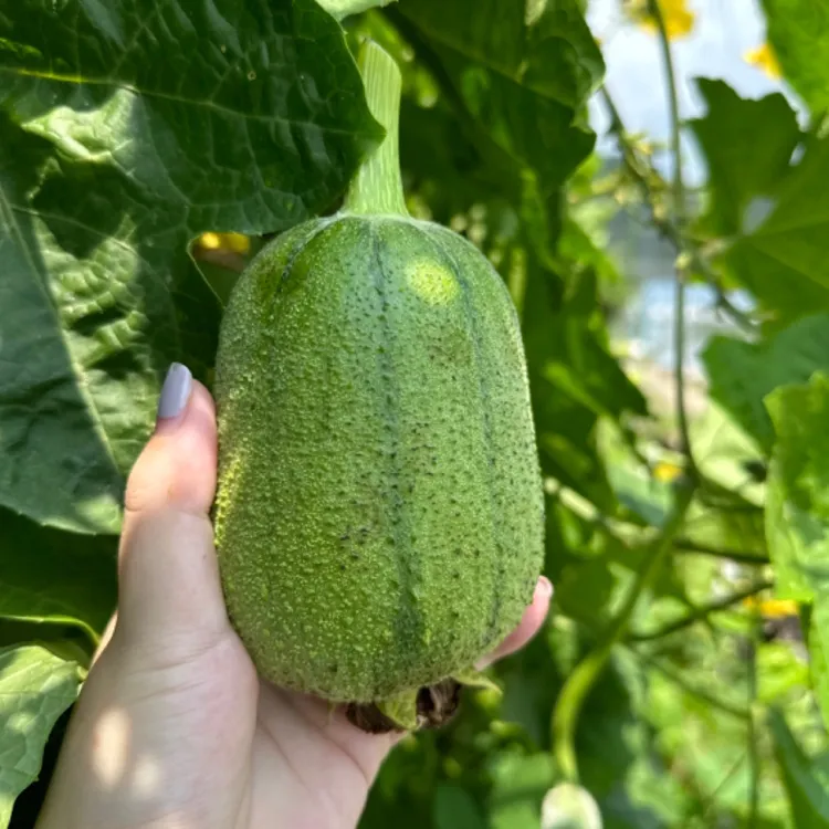 【觅心农场】生态种植苹果丝瓜胖丝瓜口感丝滑软糯微甜3.2斤3.5斤