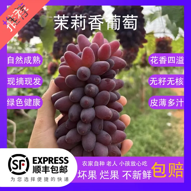【顺丰包邮】茉莉香葡萄新鲜现摘现发货无籽多汁郁金香玫瑰当季水果
