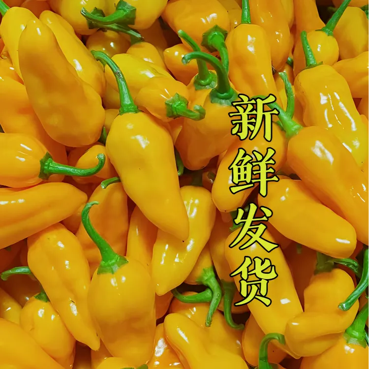 15万辣素特辣特香福建黄椒魔鬼椒1~20斤包邮 辣椒农产品 个头偏小