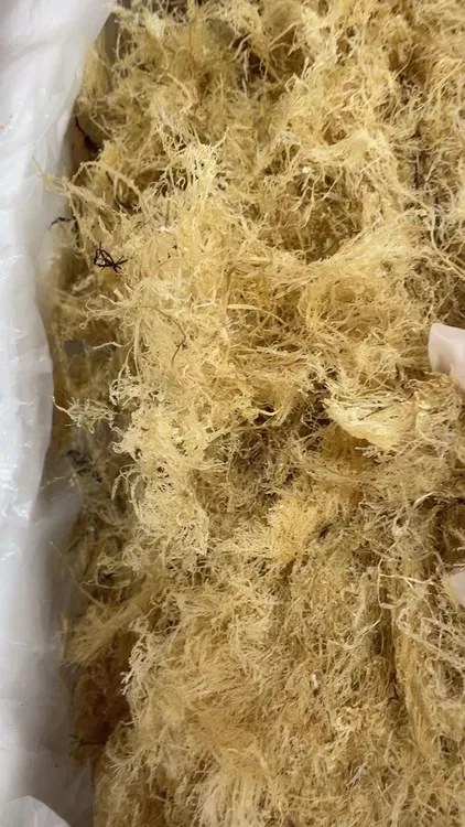 闽南东山岛海石花草50克/包（送过滤纱布袋）