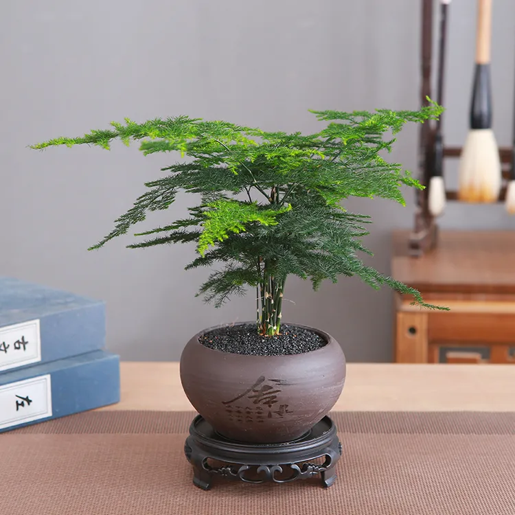 【文雅之竹】文竹紫砂陶瓷盆室内办公室桌面盆栽带盆带底座茂盛