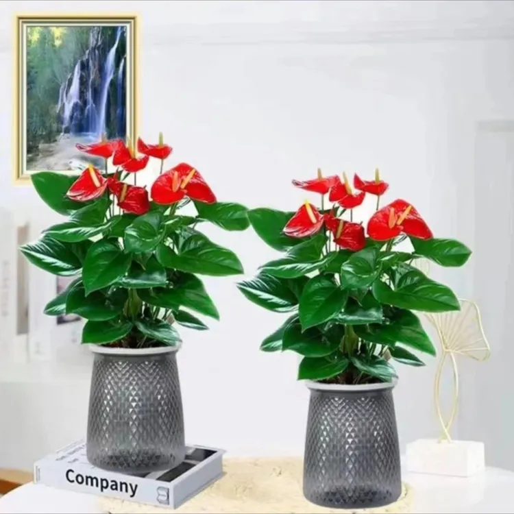 红掌盆栽{3-5朵花}客厅室内四季开花植物红鸿运当头可水培绿植