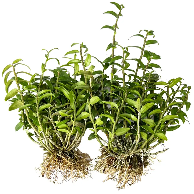 雁荡山铁皮石斛三年苗4-7月花季黄花室内外可种植绿植花卉裸根