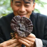 【李恒旭】西藏滋补紫灵芝切片整个煮水食用500g